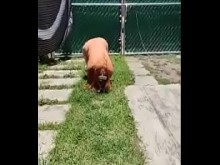 Karencita exhibindosa